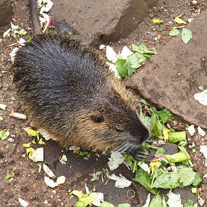 Nutria (Myocastor coypus), 2022-03-16