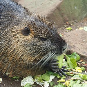 Nutria (Myocastor coypus), 2022-03-16