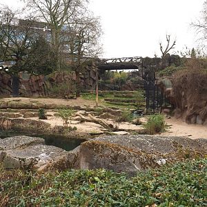 African lion exhibit, 2022-03-16