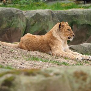 Juvenile African lion (Panthera leo), 2022-03-16