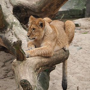 Juvenile African lion (Panthera leo), 2022-03-16