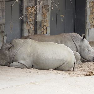 Southern white rhinoceroses (Ceratotherium simum simum), 2022-03-16