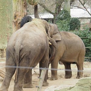 Adolescent Asian elephant bulls (Elephas maximus), 2022-03-16