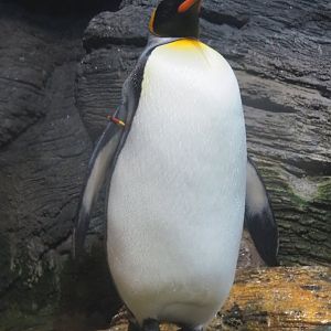 King penguin (Aptenodytes patagonicus), 2022-03-16