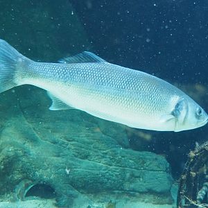 European seabass (Dicentrarchus labrax), 2022-03-16