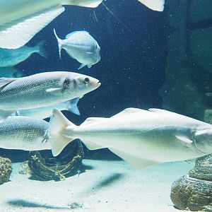 European seabass (Dicentrarchus labrax) and Atlantic pollock (Pollachius pollachius), 2022-03-16