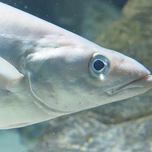 Atlantic pollock (Pollachius pollachius), 2022-03-16
