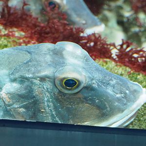 Tub gurnard (Chelidonichthys lucerna), 2022-03-16