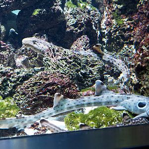 Epaulette sharks (Hemiscyllium ocellatum), 2022-03-16