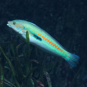 Mediterranean rainbow wrasse (Coris julis), 2022-03-16
