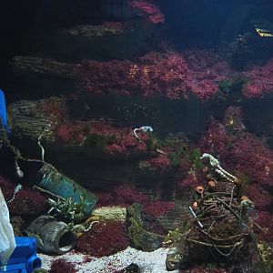 Former Spiny lobster tank, now Pot-bellied seahorse tank with plastic and garbage display, 2022-03-16