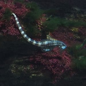 Pot-bellied seahorse (Hippocampus abdominalis), 2022-03-16