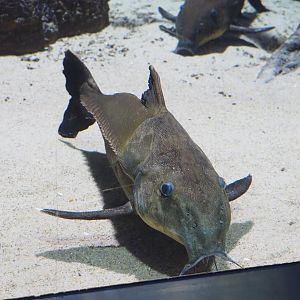 Ripsaw catfish (Oxydoras niger), 2022-03-16