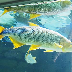 Golden Dorado (Salminus brasiliensis), 2022-03-16