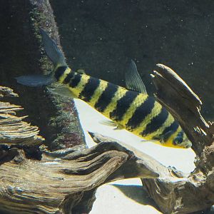 Banded Leporinus (Leporinus fasciatus), 2022-03-16