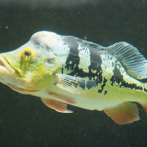 Peacock bass (Cichla monoculus), 2022-03-16