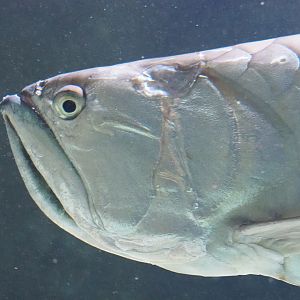 Silver Arowana (Osteoglossum bicirrhosum), 2022-03-16