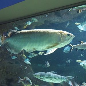 Asian arowana (Scleropages formosus), 2022-03-16