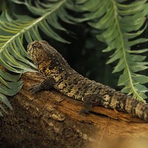 Chinese crocodile lizard (Shinisaurus crocodilurus crocodilurus), 2022-03-16