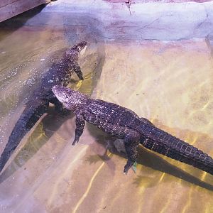 American alligators (Alligator mississippiensis), 2022-03-16