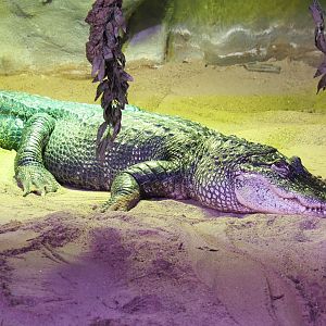 American alligator (Alligator mississippiensis), 2022-03-16