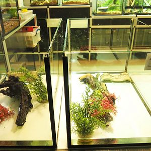 Raising tanks for juvenile Chinese crocodile lizards in the Reptile house nursery, 2022-03-16
