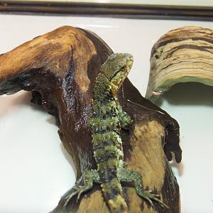 Juvenile Chinese crocodile lizard (Shinisaurus crocodilurus crocodilurus), 2022-03-16