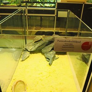Raising tank for juvenile Pancake tortoise in the Reptile house nursery, 2022-03-16