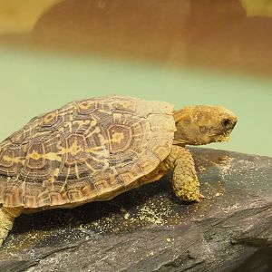 Juvenile Pancake tortoise (Malacochersus tornieri), 2022-03-16