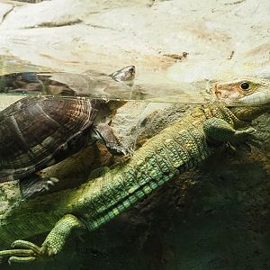 Northern caiman lizard (Dracaena guianensis) and African keeled mud turtle (Pelusios carinatus), 2022-03-16