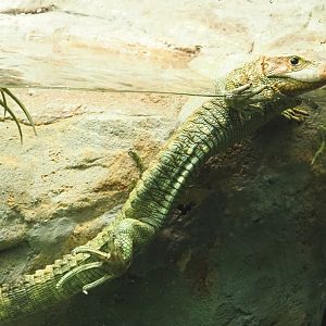 Northern caiman lizard (Dracaena guianensis), 2022-03-16