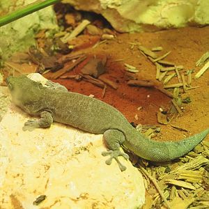 Standing's day gecko (Phelsuma standingi), 2022-03-16