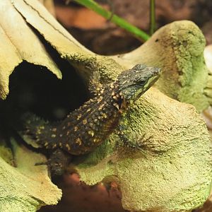 Zoutpansberg girdled lizard (Smaug depressus), 2022-03-16