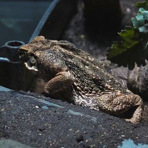Cane toad (Rhinella marina), 2022-03-16
