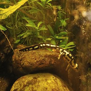 Kaiser's Spotted newt (Neurergus kaiseri), 2022-03-16