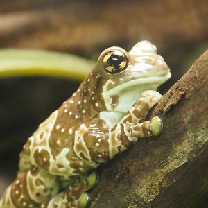 Amazon milk frog (Trachycephalus resinifictrix), 2022-03-16