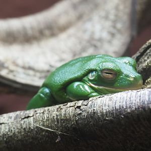White-lipped tree frog (Nyctimystes infrafrenatus), 2022-03-16