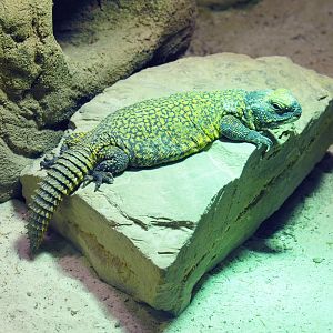 Moroccan spiny-tailed lizard (Uromastyx nigriventris), 2022-03-16