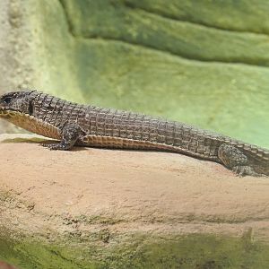 Sudan plated lizard (Broadleysaurus major), 2022-03-16