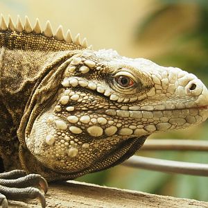 Cuban iguana (Cyclura nubila nubila), 2022-03-16