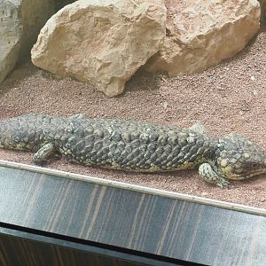Common shingleback (Tiliqua rugosa rugosa), 2022-03-16