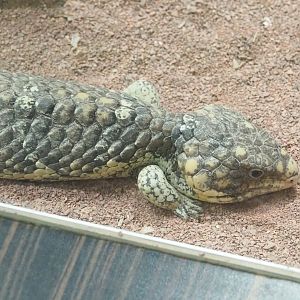 Common shingleback (Tiliqua rugosa rugosa), 2022-03-16