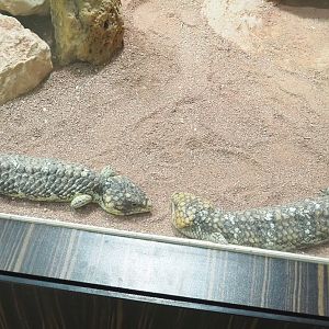 Common shinglebacks (Tiliqua rugosa rugosa), 2022-03-16