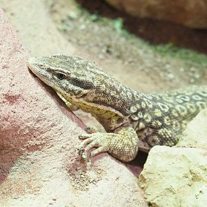Spiny-tailed monitor (Varanus acanthurus), 2022-03-16