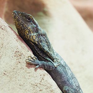 Frill-necked lizard (Chlamydosaurus kingii), 2022-03-16
