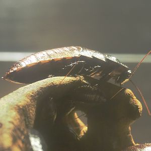 Madagascar hissing cockroach (Gromphadorhina portentosa), 2022-03-16