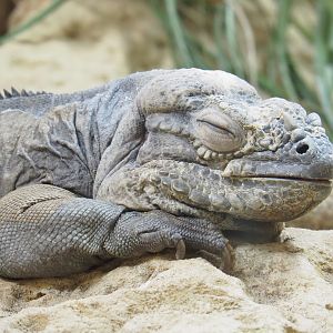 Hispaniolan rhinoceros iguana (Cyclura cornuta cornuta), 2022-03-16