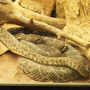 Western diamondback rattlesnakes (Crotalus atrox), 2022-03-16