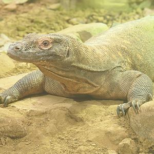 Komodo dragon (Varanus komodoensis), 2022-03-16