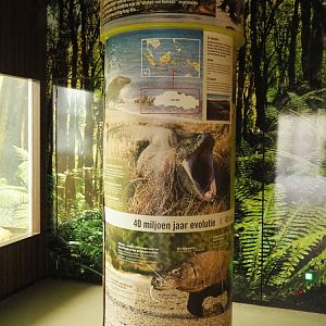 Komodo dragon education pillar, 2022-03-16